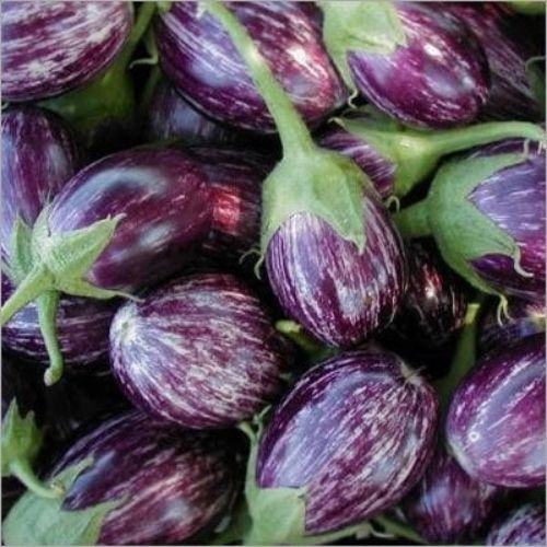 Organic Brinjal / Manaparai Brinjal Seeds