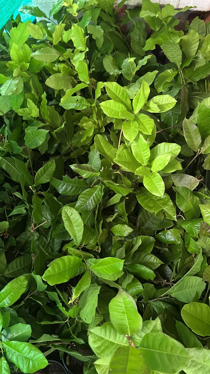 White Petrea Sandpaper Vine Live Plant