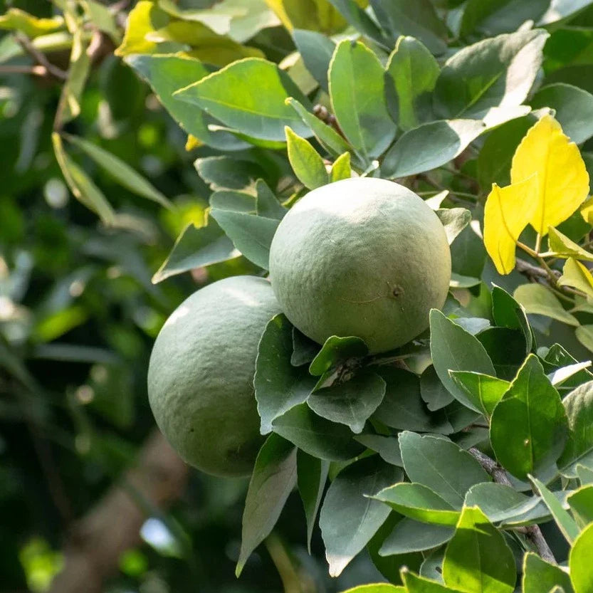 Bael (Wood apple) Rare Grafted Live Plant