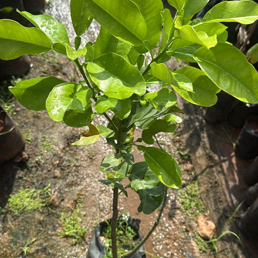 Pomelo (Bumblimass) Red Fruit Live Plant