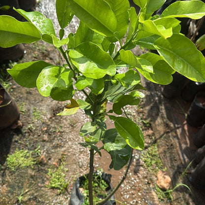 Pomelo (Bumblimass) Red Fruit Live Plant