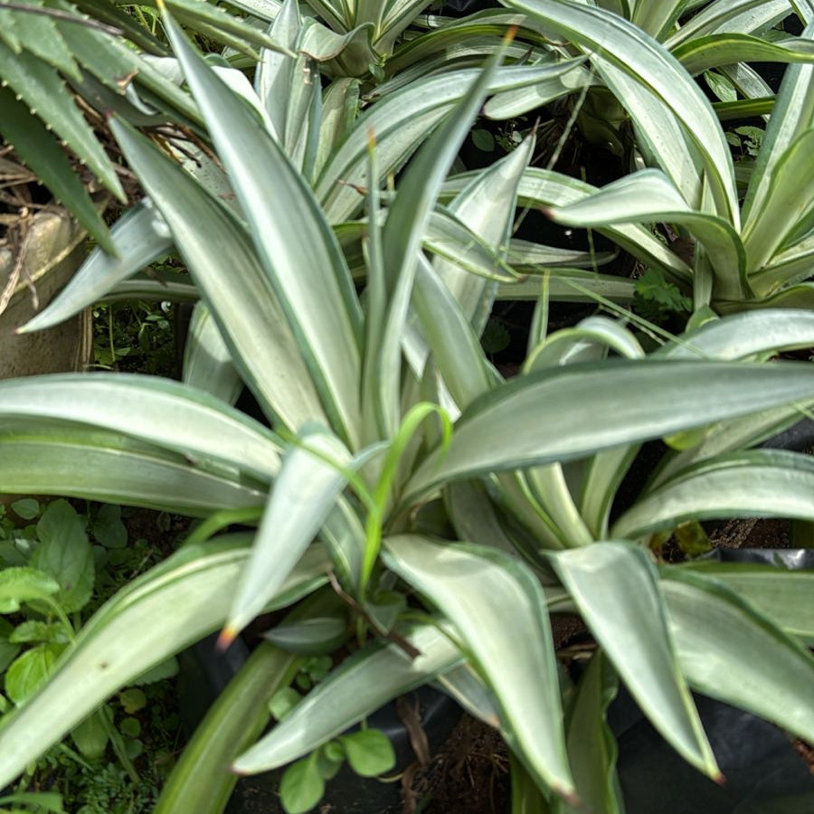 Agave Live Plant