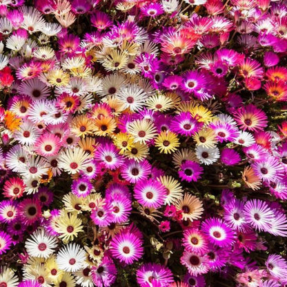 Mesembryanthemum Crinflorum Ice Plant Flower Seeds