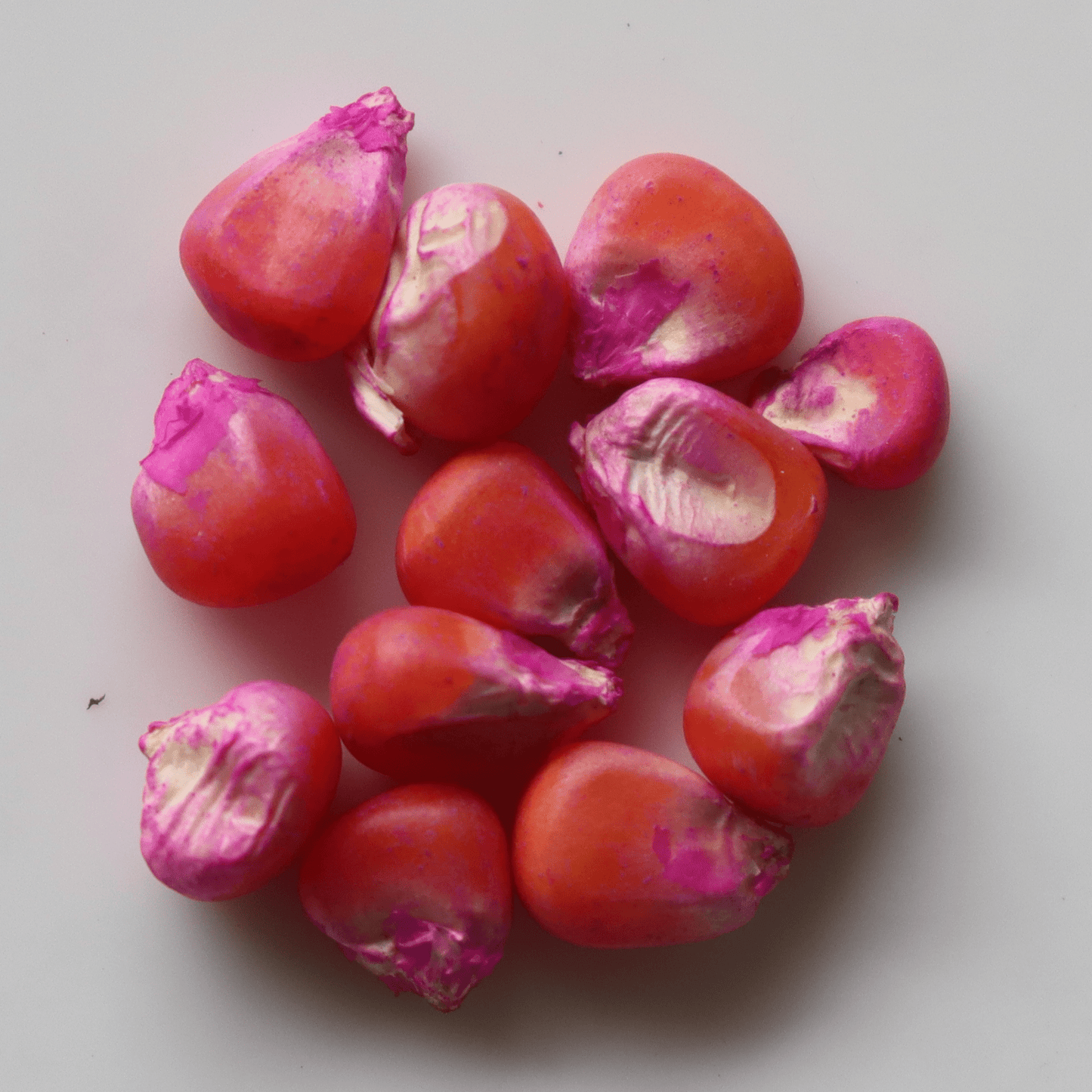 Organic Baby Corn Seeds - Open Pollinated