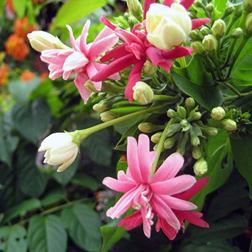 Madhumalti, Rangoon (Double Petals) Layered Live Plant