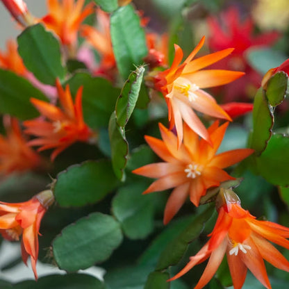 Christmas Cactus Orange Live Plant