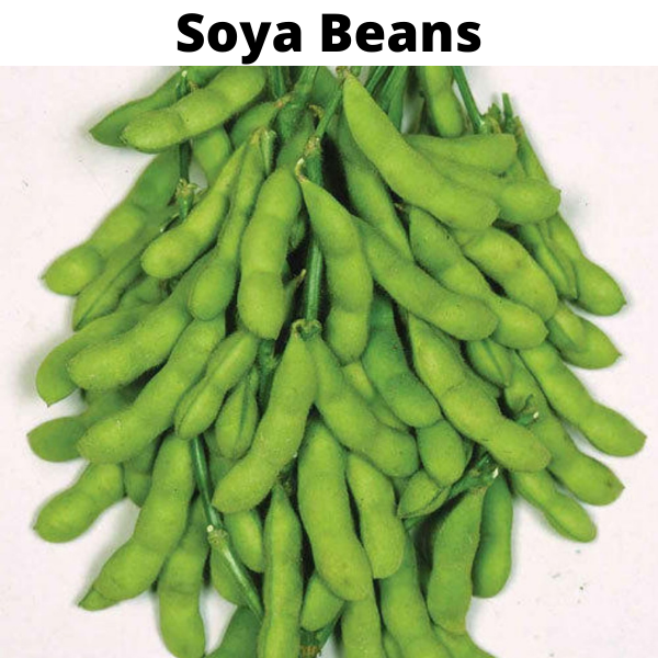 Beans Seeds Bundle