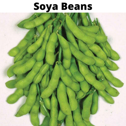 Beans Seeds Bundle