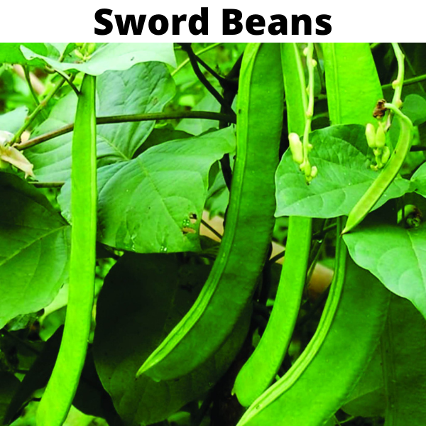 Beans Seeds Bundle