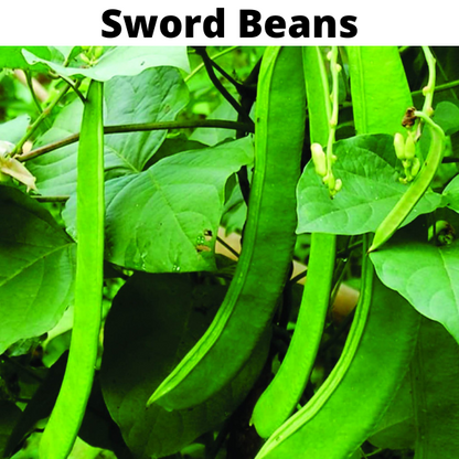 Beans Seeds Bundle