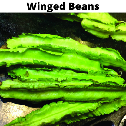 Beans Seeds Bundle