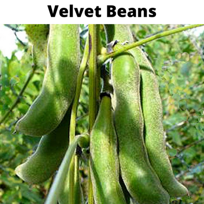 Beans Seeds Bundle