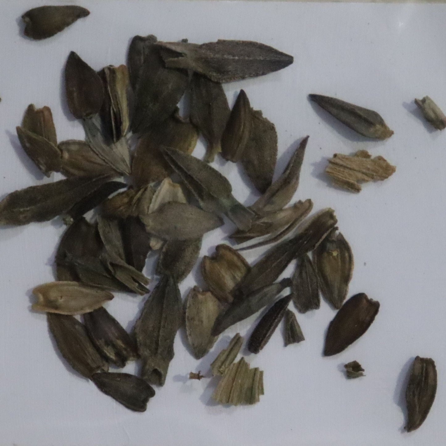 Zinnia Elegans Lilliput Mix Seeds