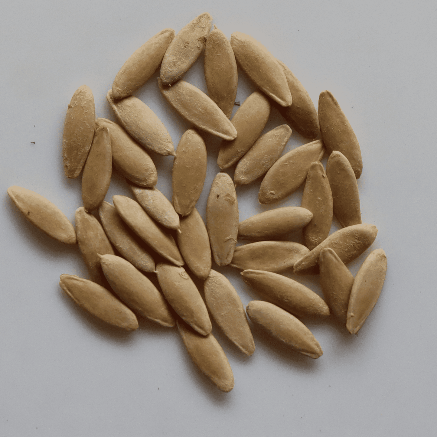 Organic White Salad Cucumber Seeds - Open Pollinated