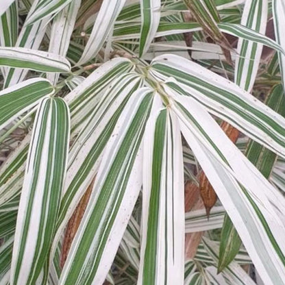 Sasa Fortune Bamboo Live Plant
