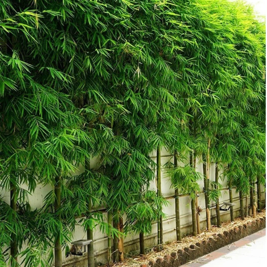 Pencil Bamboo (Bambusa multiplex) Live Plant