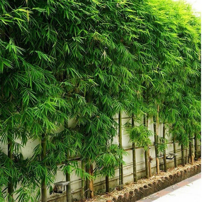 Pencil Bamboo (Bambusa multiplex) Live Plant