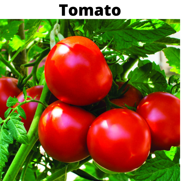 Easy To Grow Vegetable Plants Seeds Bundle