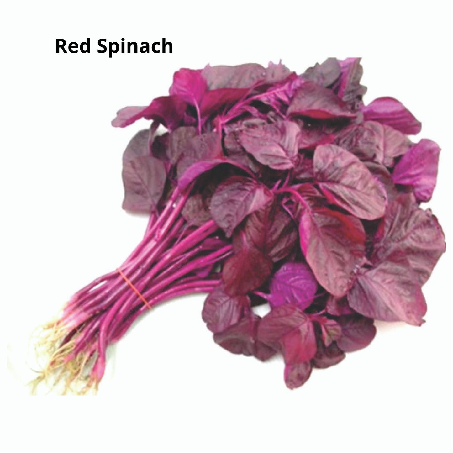 Pack of 6 Types of Spinach Seeds
