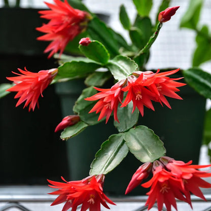 Christmas Cactus Red Live Plant