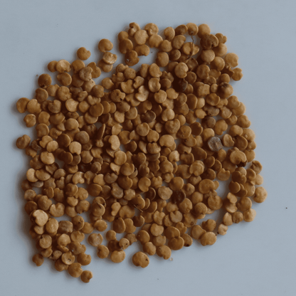 Organic Long Green Brinjal Seeds - Open Pollinated
