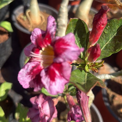 Desert Rose Pink with Red (Adenium obesum) Flowering Live Plant