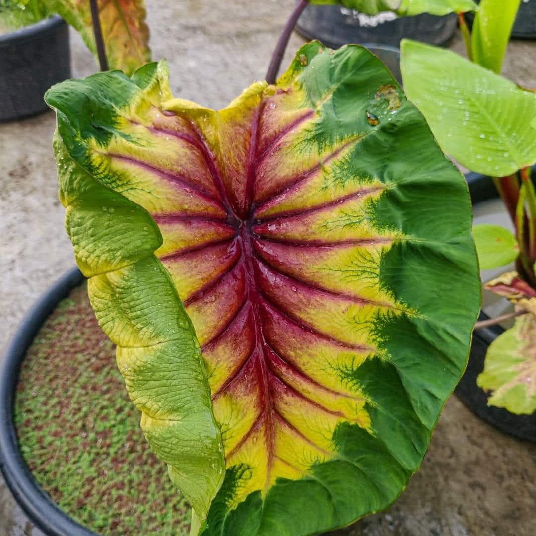 Colocasia Light pillar live plant