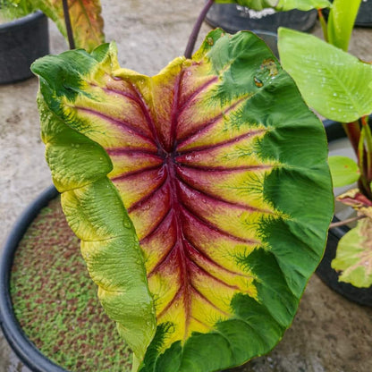 Colocasia Light pillar live plant