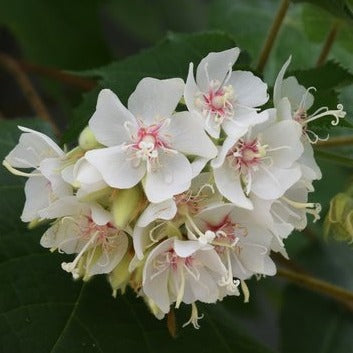 White Dombeya (Dombeya Burgessiae) Flowering Live Plant