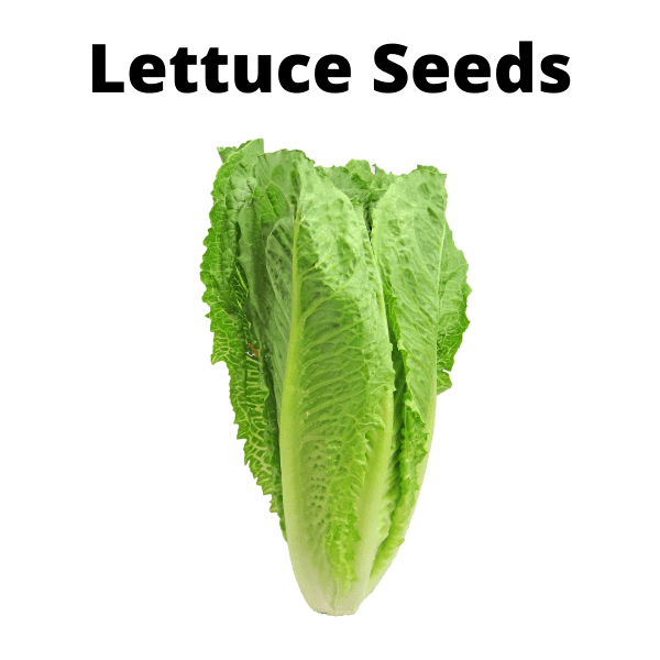 Exotic Vegetable Seeds Bundle