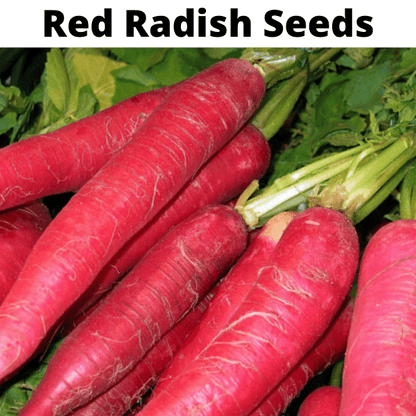 Exotic Vegetable Seeds Bundle