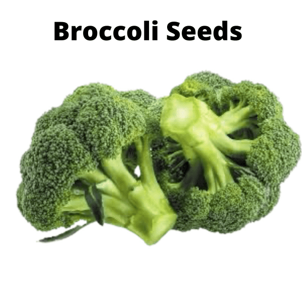 Exotic Vegetable Seeds Bundle