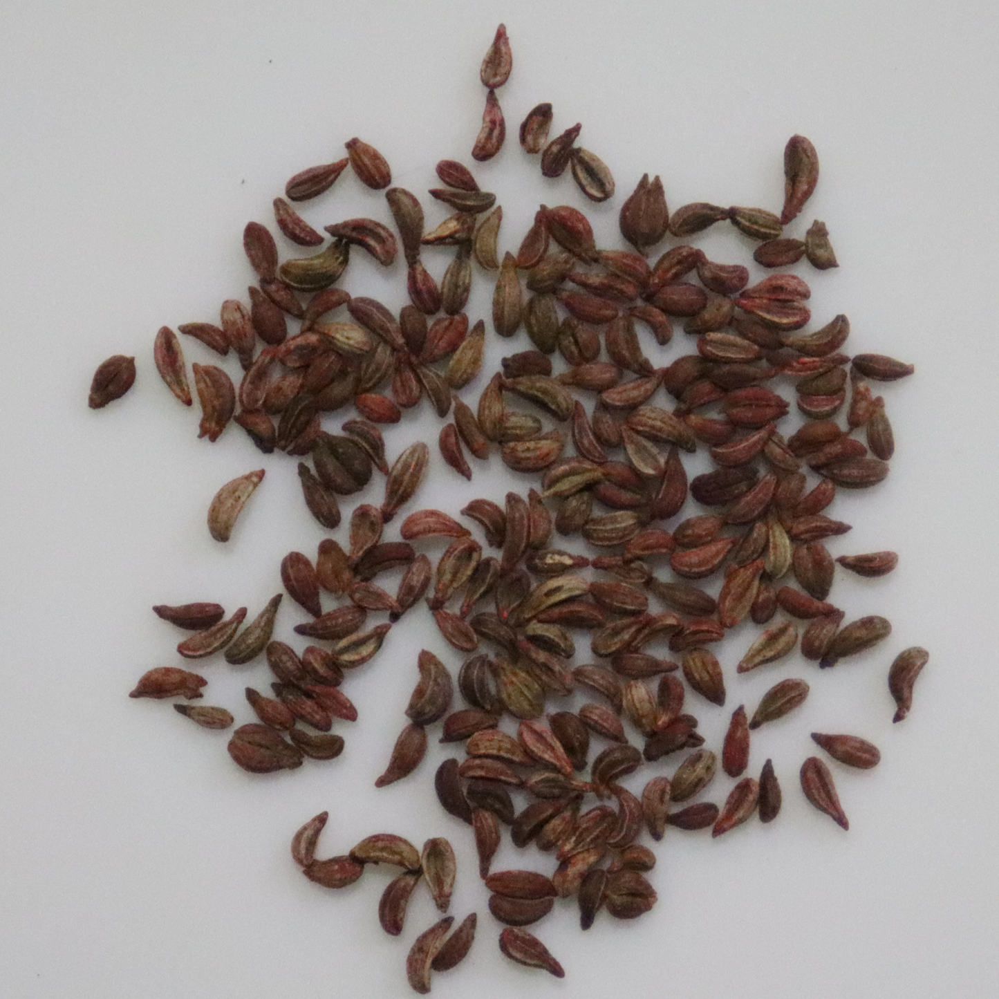 Organic Parsley Seeds - Open Pollinated