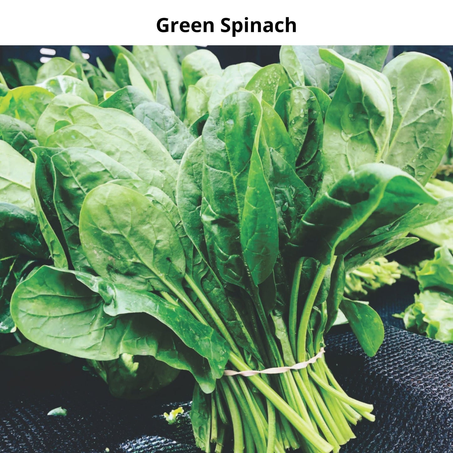 Pack of 6 Types of Spinach Seeds