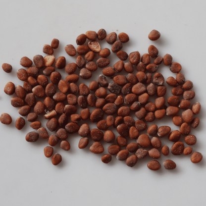 Organic White Radish Seeds - Open Pollinated