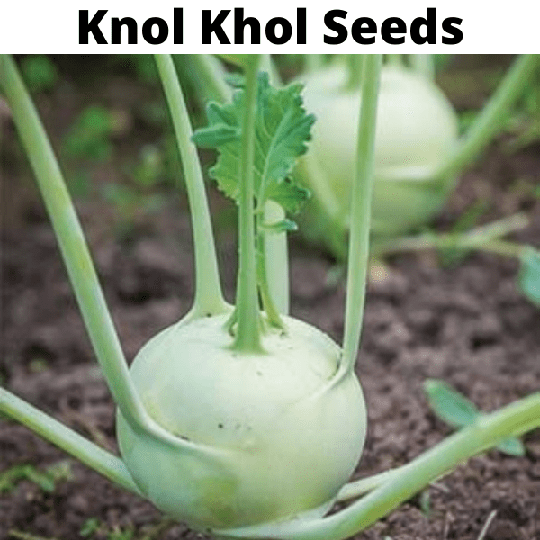 Exotic Vegetable Seeds Bundle