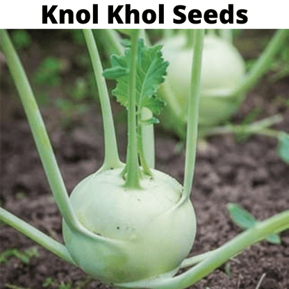 Exotic Vegetable Seeds Bundle