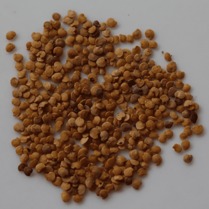 Organic White Brinjal Seeds - Open Pollinated