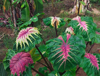 Colocasia Light pillar live plant