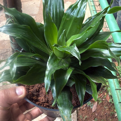 Dracaena Compacta Indoor / Outdoor Live Plant
