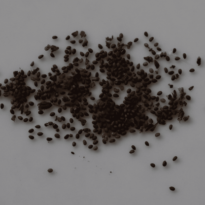 Organic Holy Basil Seeds - Open Pollinated