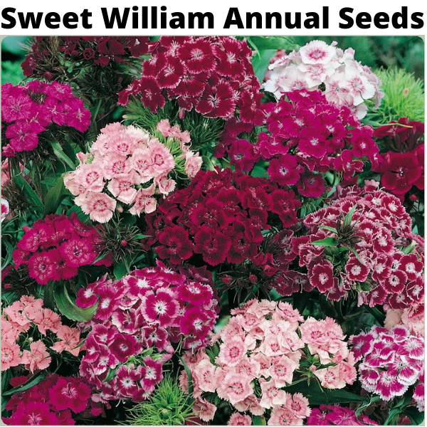 Flower Seeds Bundle
