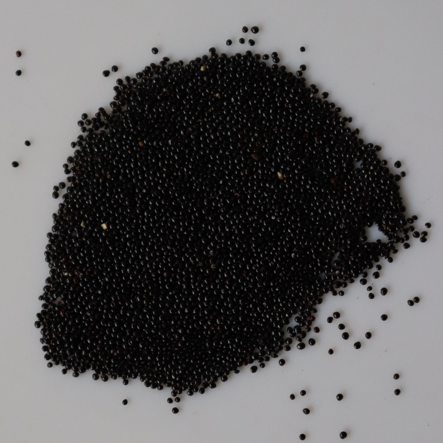 Organic Milk Spinach Seeds Open-Pollinated