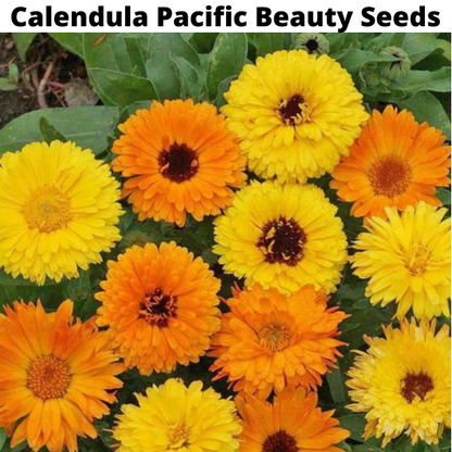 Flower Seeds Bundle