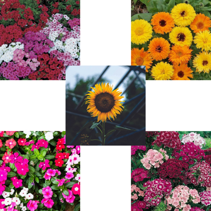 Flower Seeds Bundle