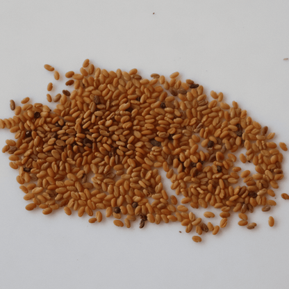 Organic Kasuri Methi (Fenugreek) Leaf Seeds - Open Pollinated