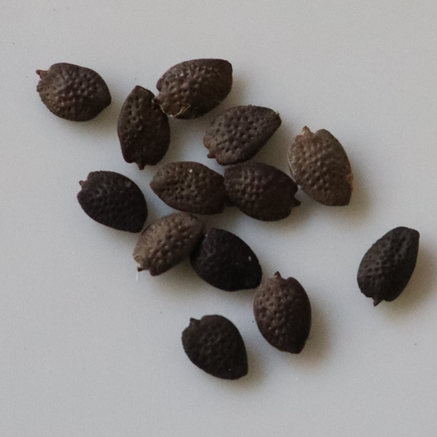 Organic Passion Fruit Red and Yellow Seeds - Open Pollinated