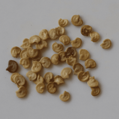 Organic Baji Chilli Seeds - Open Pollinated