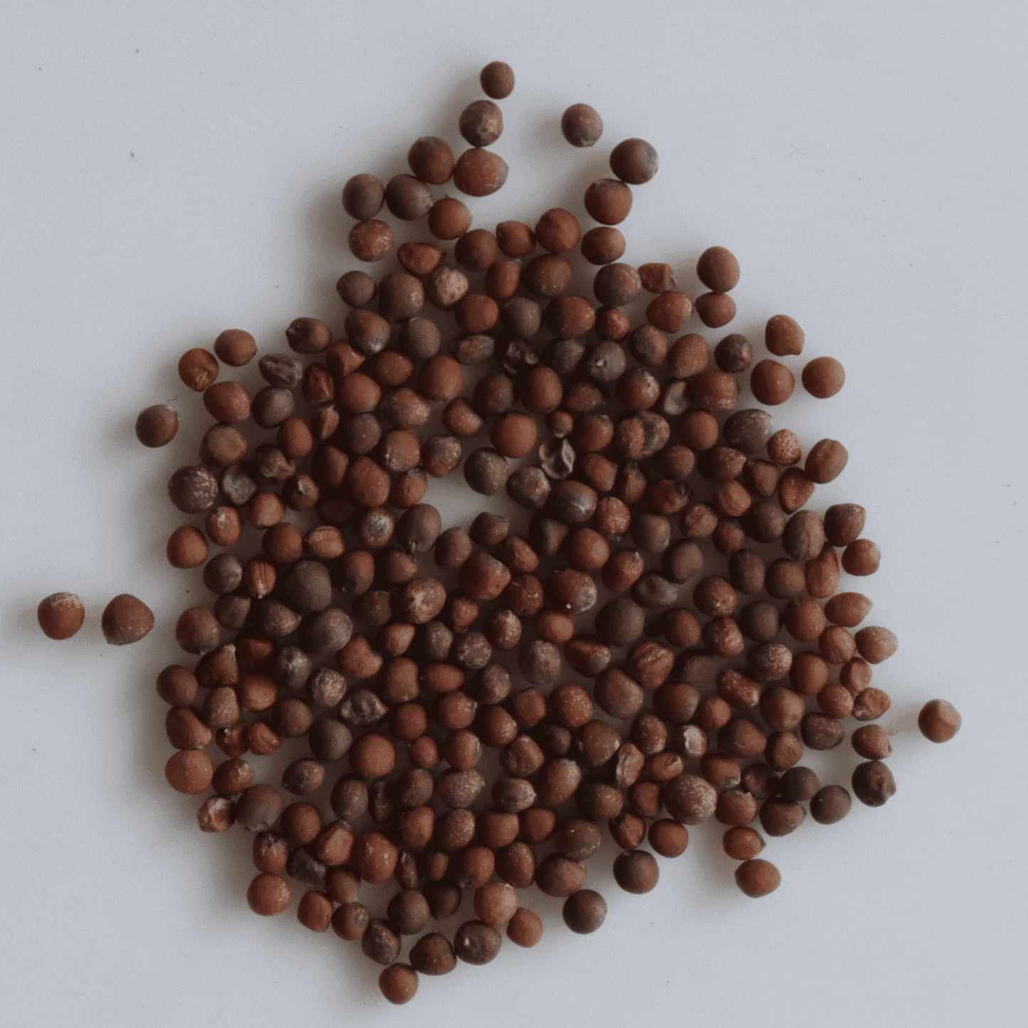 Organic Cabbage Seeds