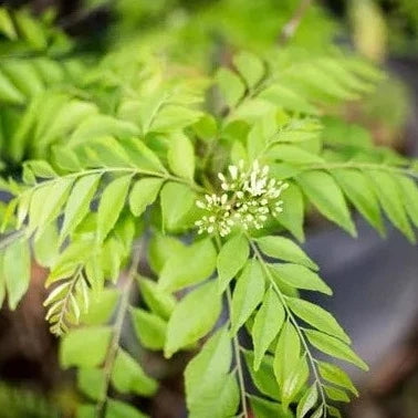 Curry Leaves / Meetha Neem (Murraya koenigii) Spice Plant